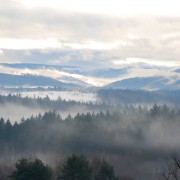 “Forest Bathing” – Der Wald als medizinische Allzweckwaffe